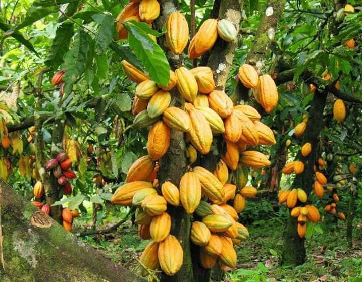 Agriculture-Filière cacao| A la COP30 au Brésil
