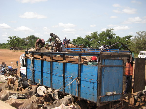 Burkina Faso | Interdiction d’exporter le bétail