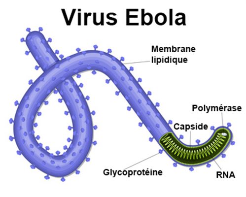 Est de la RDC | Ebola