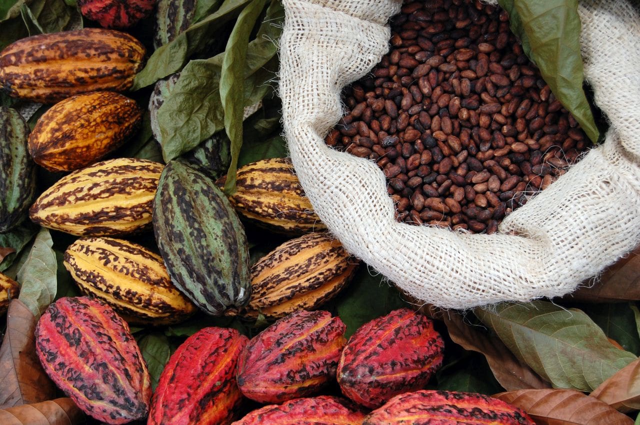 Agriculture| Culture de rente| Filière cacao