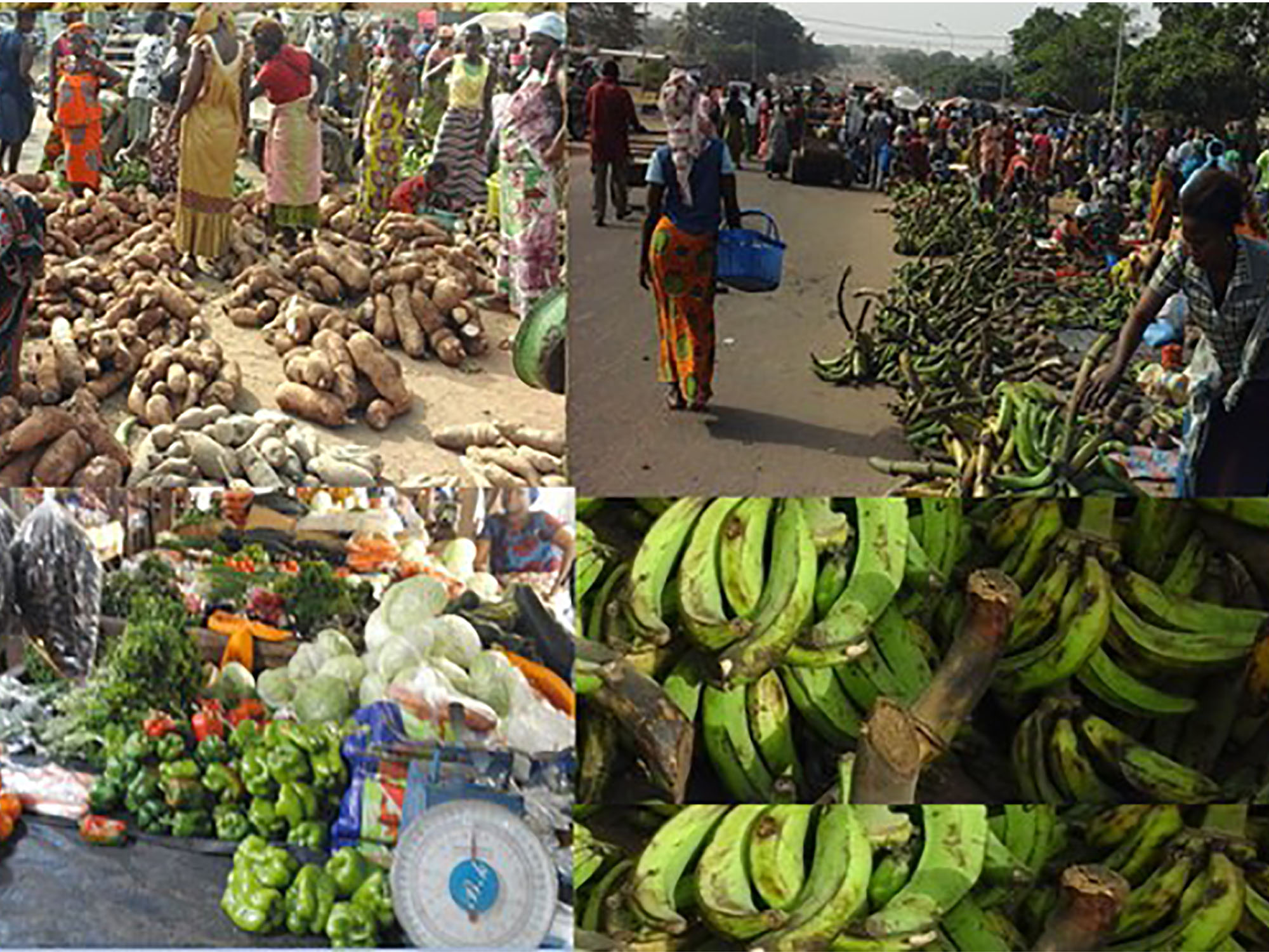 Dossier| Agriculture| Production vivrière