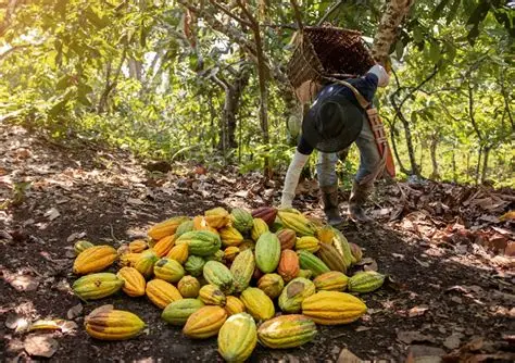Agriculture | Binôme Café-Cacao