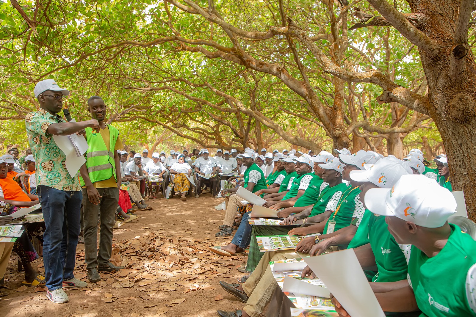 Côte d’Ivoire | Filière anacarde